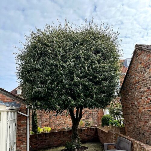 Before Tree Pruning
