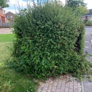Branch by Branch Hedge