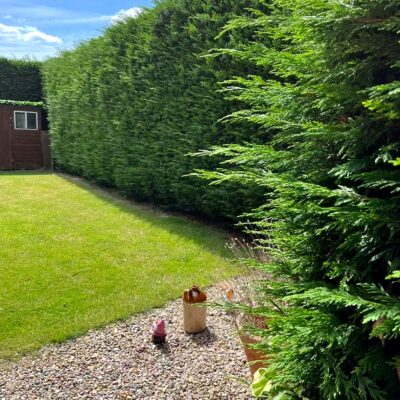 Branch by Branch Hedge and Shrub Maintained