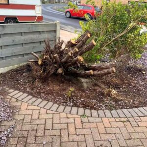 Branch by Branch Stump Removal