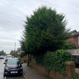 Branch by Branch Tree Removal
