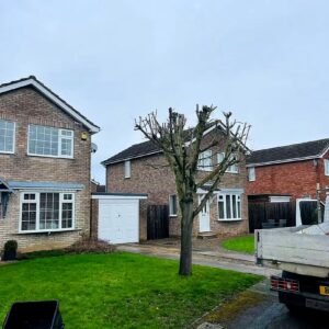 Dead Tree Removal