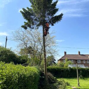 Felled Tree - Branch by Branch