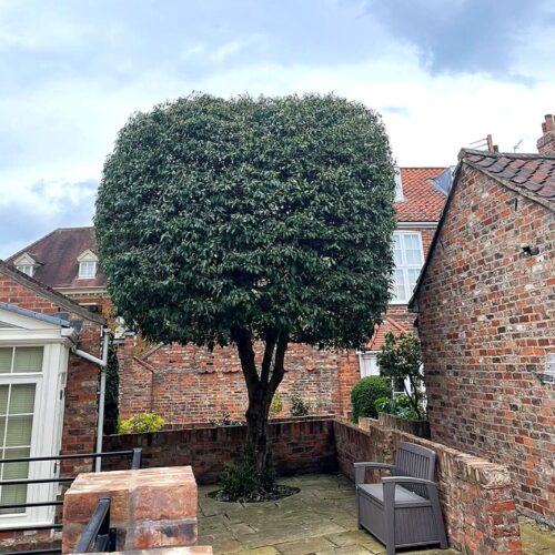 Tree Pruning