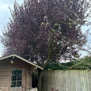 Tree Removal Branch by Branch
