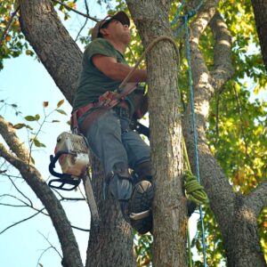 Tree Surgery - 1